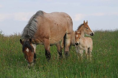 LES ÉCURIES DU TAILLIS