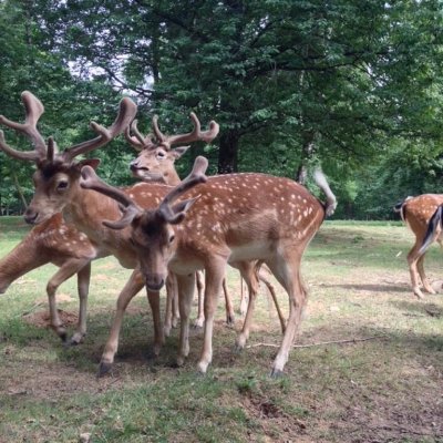Parc Animalier de Charleville-Mézières