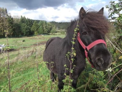 Ferme Equestre de la Yame