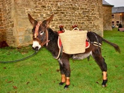 Un âne en Ardennes
