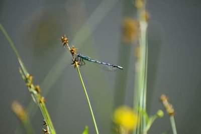 Balade du Plateau d'Illy
