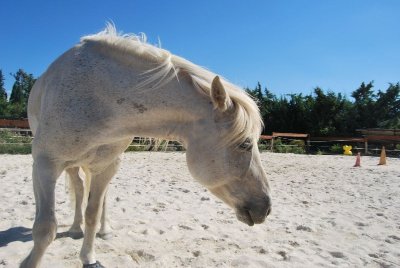 Centre équestre Pégase