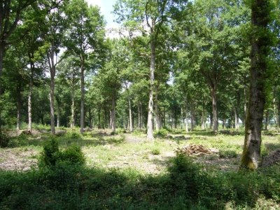 Promenade dans les bois de Sologne bourbonnaise