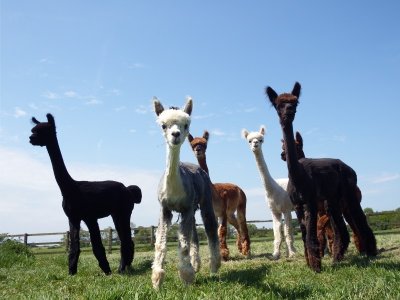 DuPrem Alpaga - Visite de la ferme et boutique