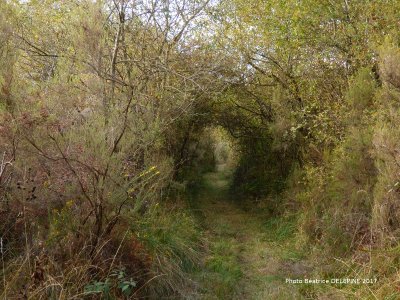 Les communaux de l'Hôpiteau