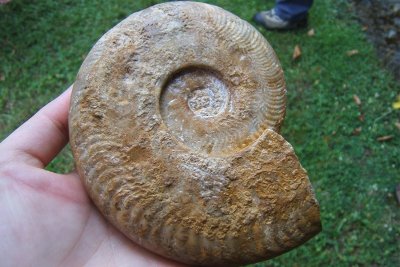 Réserve Naturelle Nationale du Toarcien