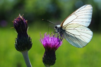 Le Marais de Clussais