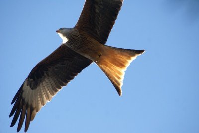 SAINT-CHÉLY-D’APCHER