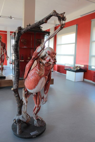 MUSEE ET CONSERVATOIRE D'ANATOMIE