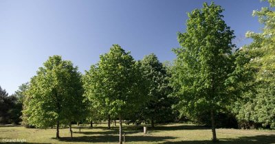 Des arbres de vie à l’arboretum de Beynost