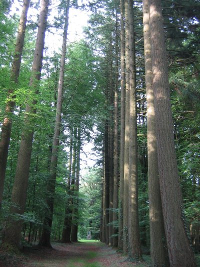 Arboretum de Vendresse
