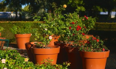 Le jardin de roses du château