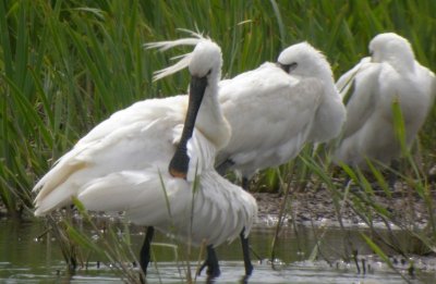 Parc du Marquenterre