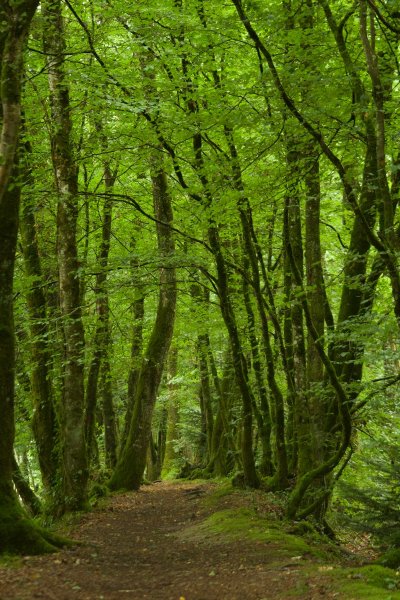 Réserve Naturelle Régionale des landes, prairies et étangs de Plounérin