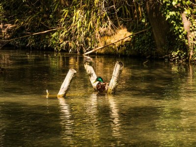 Promenade de la Torse