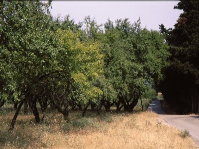 Eyragues : sur le chemin de la Transhumance