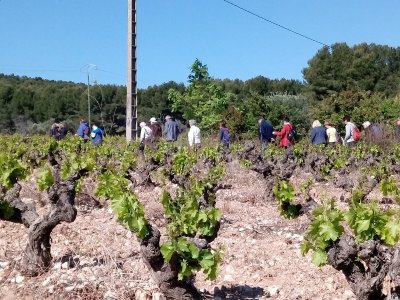 Sentier des vignerons - Boucle des cépages