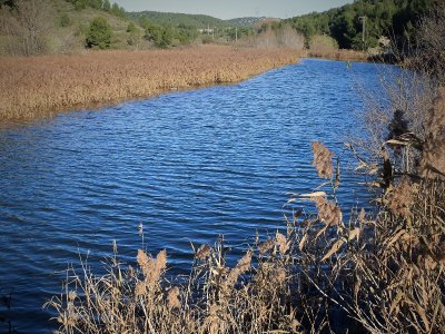 Sentier botanique - La Roselière