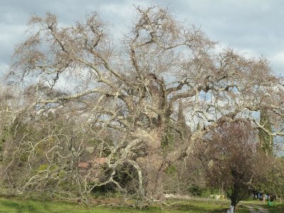 Le Géant de Provence