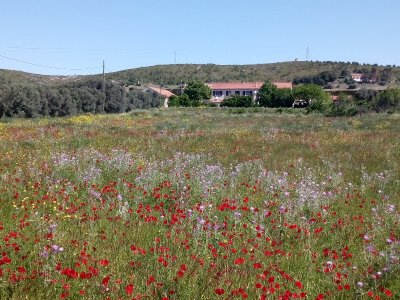 Sentier des vignerons - Boucle panoramique