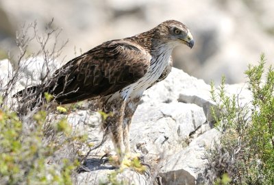 Sentier de découverte des papillons du Grand Site Sainte-Victoire avec un livret pédagogique