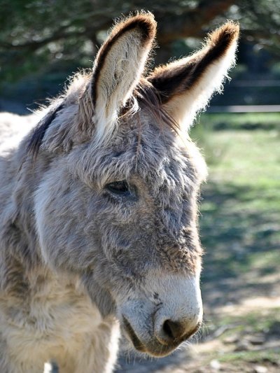 La Pastorale du Regagnas