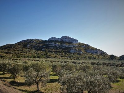 Le vignoble des Alpilles, rêve antique (Circuit 2 / Centre)