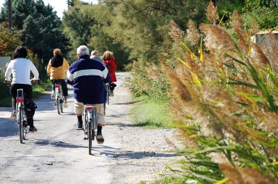 Arles : Le chemin des taureaux et de la vigne