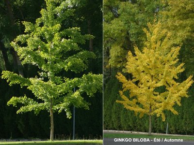 Arboretum de la Brune