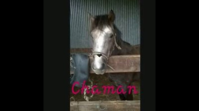 CENTRE ÉQUESTRE DE LA CHAPELLE AU RIBOUL