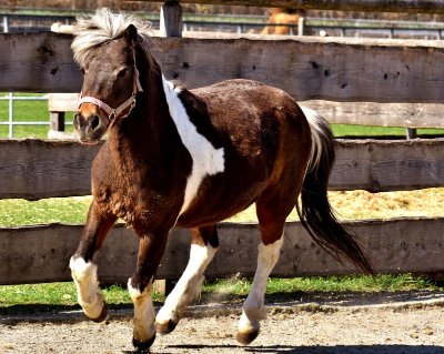 PONEY CLUB DES LANDES