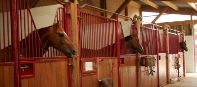 CLUB HIPPIQUE - PONEY-CLUB DE BLAIN - ECURIE PASCAL LEROY