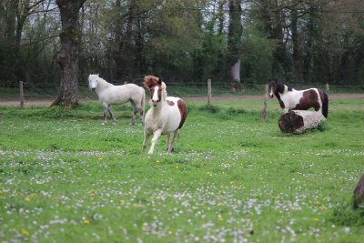 CENTRE EQUESTRE DE LA CHEVRIE