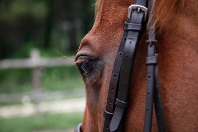 Centre équestre le Haras qui rit à Brion