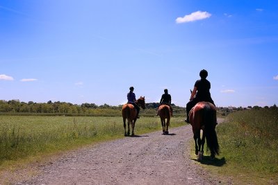 Paddock Paradise Vignes en Selle