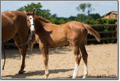 LES ÉCURIES D'OREPÈRE - CENTRE ÉQUESTRE