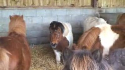 CENTRE EQUESTRE LA CANTRAIE