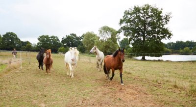 ÉCOLE D'ÉQUITATION ETHOLOGIQUE ÉQUITA'SION