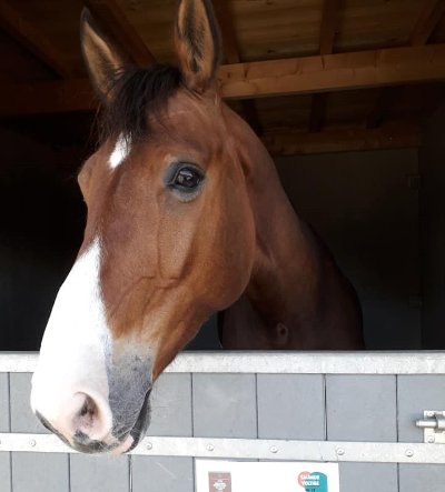 CENTRE EQUESTRE MACHECOUL