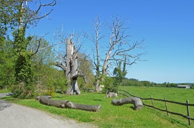 CHATAIGNIER DES NONNERIES