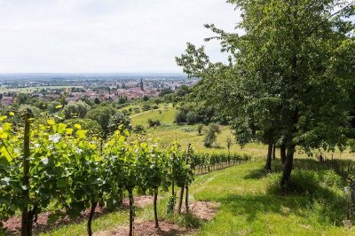 Les coteaux du Vieil-Armand