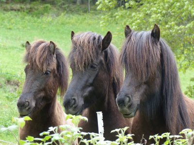 Chevaux islandais du Schlossmatt
