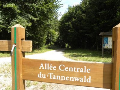 Forêt du Tannenwald