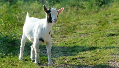 Attelages de la ferme Kempf