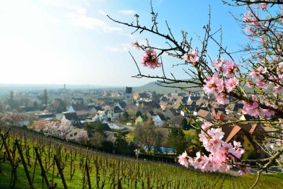 Colline du "Mandelberg"