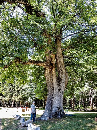 Gros chêne Sondersdorf