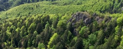 Réserve naturelle de la Forêt des Volcans et des Vogelsteine
