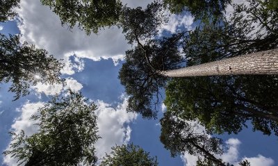 La Forêt d'Exception® de Haguenau