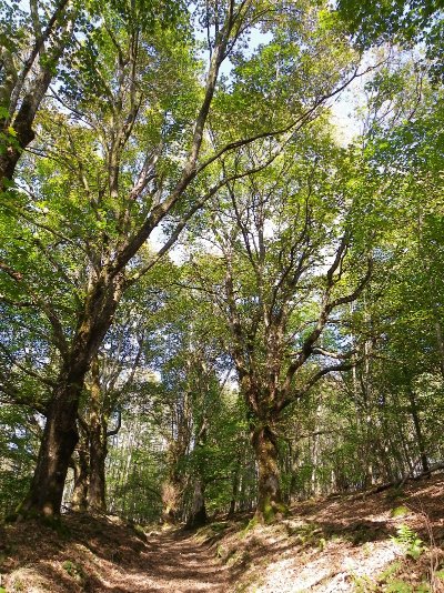 L'allée des fiancés