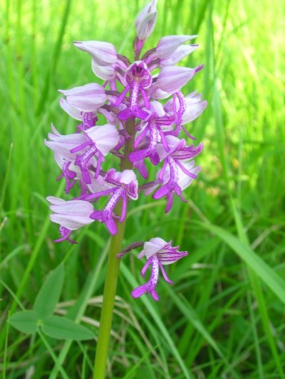 Colline du "Grasberg"
